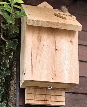 RSPB bat box.jpg